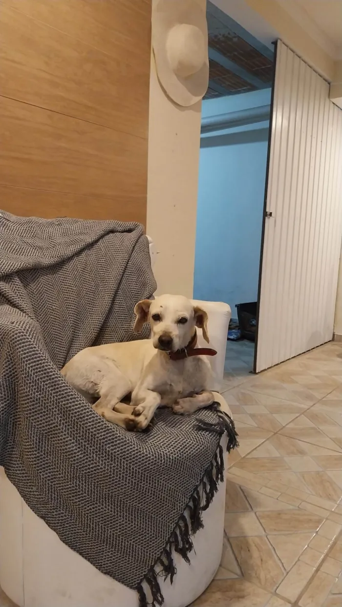 Cachorro ra a SRD-ViraLata idade 5 anos nome Coragem
