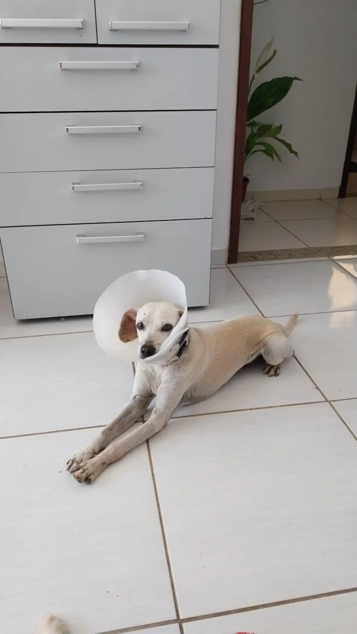 Cachorro ra a SRD-ViraLata idade 5 anos nome Coragem