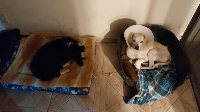 Cachorro ra a SRD-ViraLata idade 5 anos nome Coragem