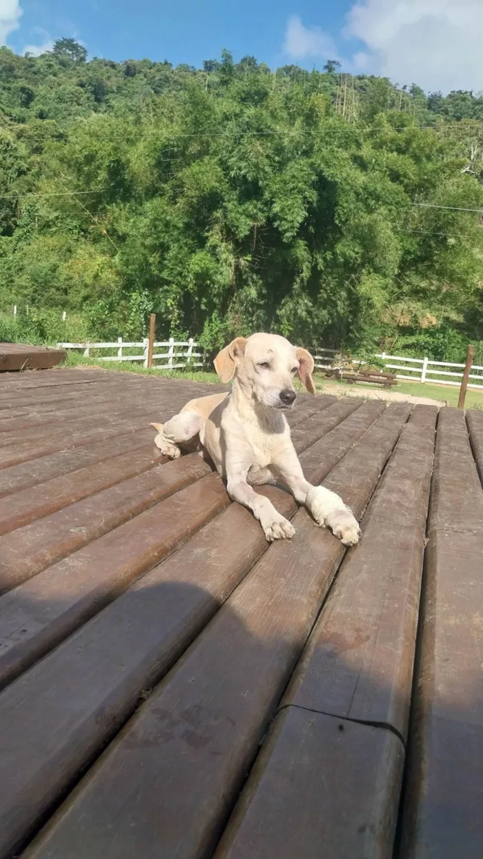 Cachorro ra a SRD-ViraLata idade 5 anos nome Coragem