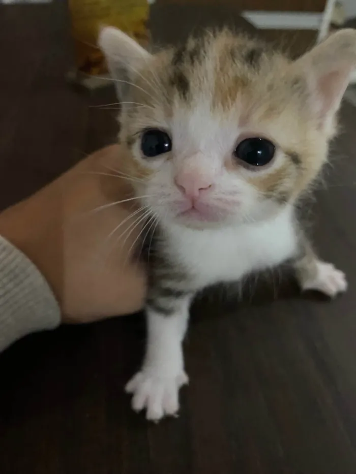 Gato ra a SRD-ViraLata idade 2 a 6 meses nome Sem nome 