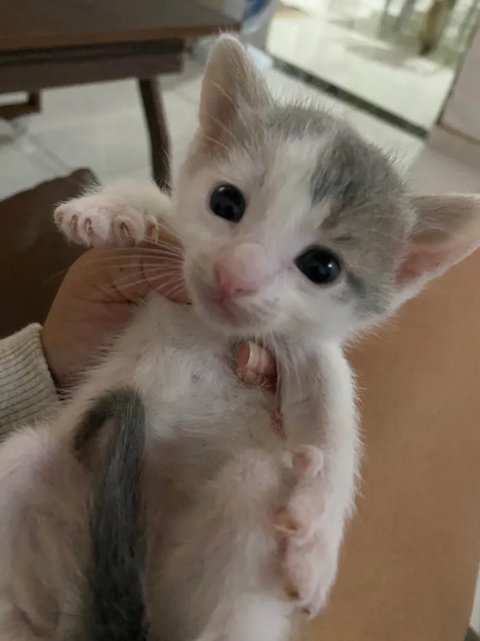 Gato ra a SRD-ViraLata idade 2 a 6 meses nome Sem nome 