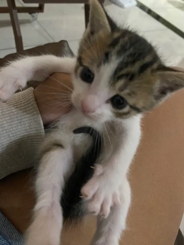 Gato ra a SRD-ViraLata idade 2 a 6 meses nome Sem nome 
