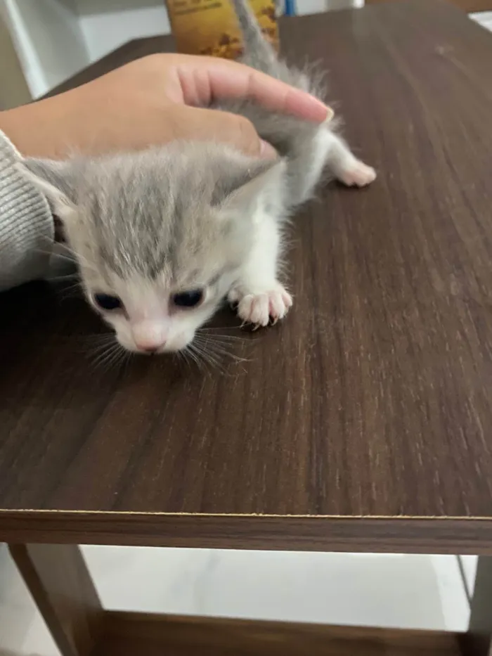 Gato ra a SRD-ViraLata idade 2 a 6 meses nome Sem nome 