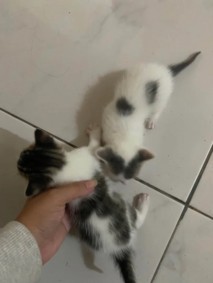 Gato ra a SRD-ViraLata idade 2 a 6 meses nome Sem nome 