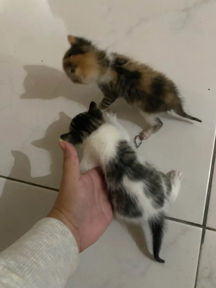 Gato ra a SRD-ViraLata idade 2 a 6 meses nome Sem nome 