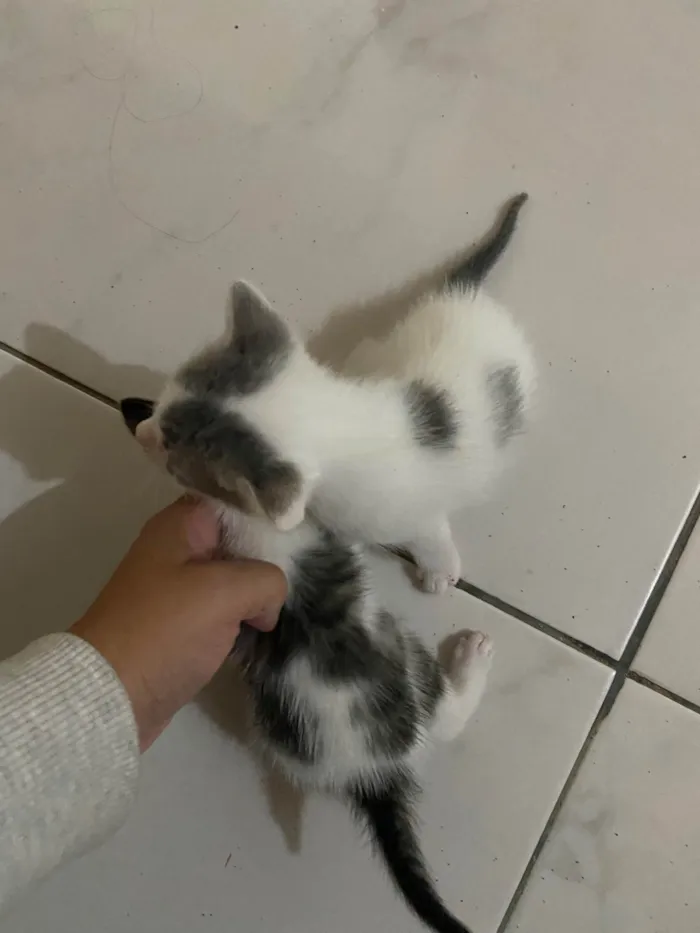 Gato ra a SRD-ViraLata idade 2 a 6 meses nome Sem nome 