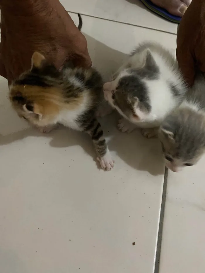 Gato ra a SRD-ViraLata idade 2 a 6 meses nome Sem nome 