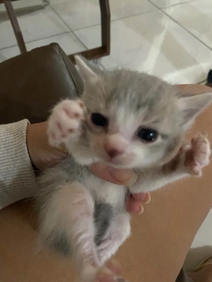 Gato ra a SRD-ViraLata idade 2 a 6 meses nome Sem nome 