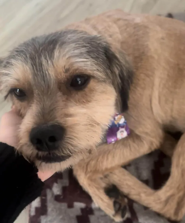 Cachorro ra a SRD-ViraLata idade 2 anos nome Luck