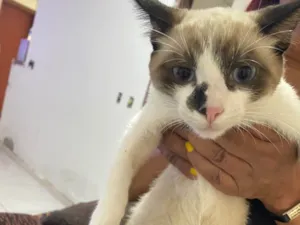 Gato raça SRD-ViraLata idade 2 a 6 meses nome Scar e Lua 
