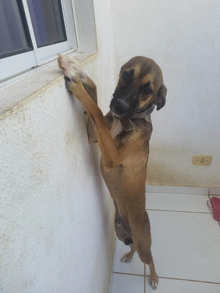 Cachorro ra a SRD-ViraLata idade 7 a 11 meses nome Leon