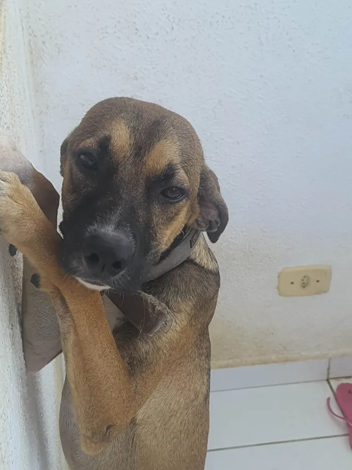 Cachorro ra a SRD-ViraLata idade 7 a 11 meses nome Leon