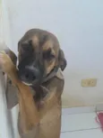Leon