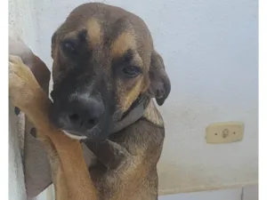 Cachorro raça SRD-ViraLata idade 7 a 11 meses nome Leon