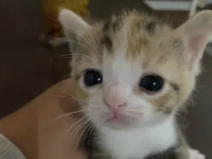 Gato raça SRD-ViraLata idade 2 a 6 meses nome Sem nome 