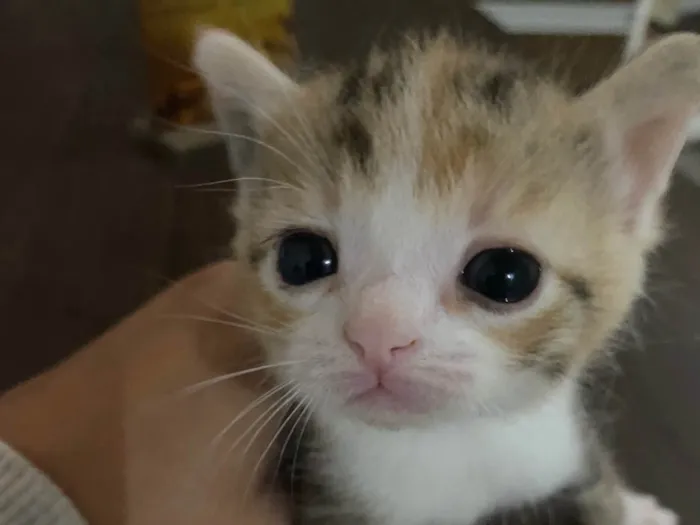 Gato ra a SRD-ViraLata idade 2 a 6 meses nome Sem nome 
