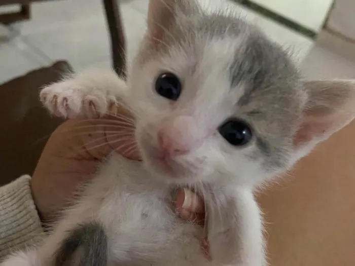 Gato ra a SRD-ViraLata idade 2 a 6 meses nome Sem nome 