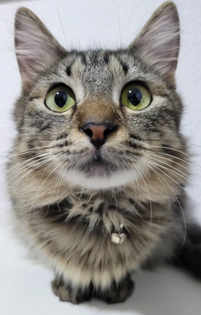 Gato ra a SRD-ViraLata idade 4 anos nome Alice e Dorothy