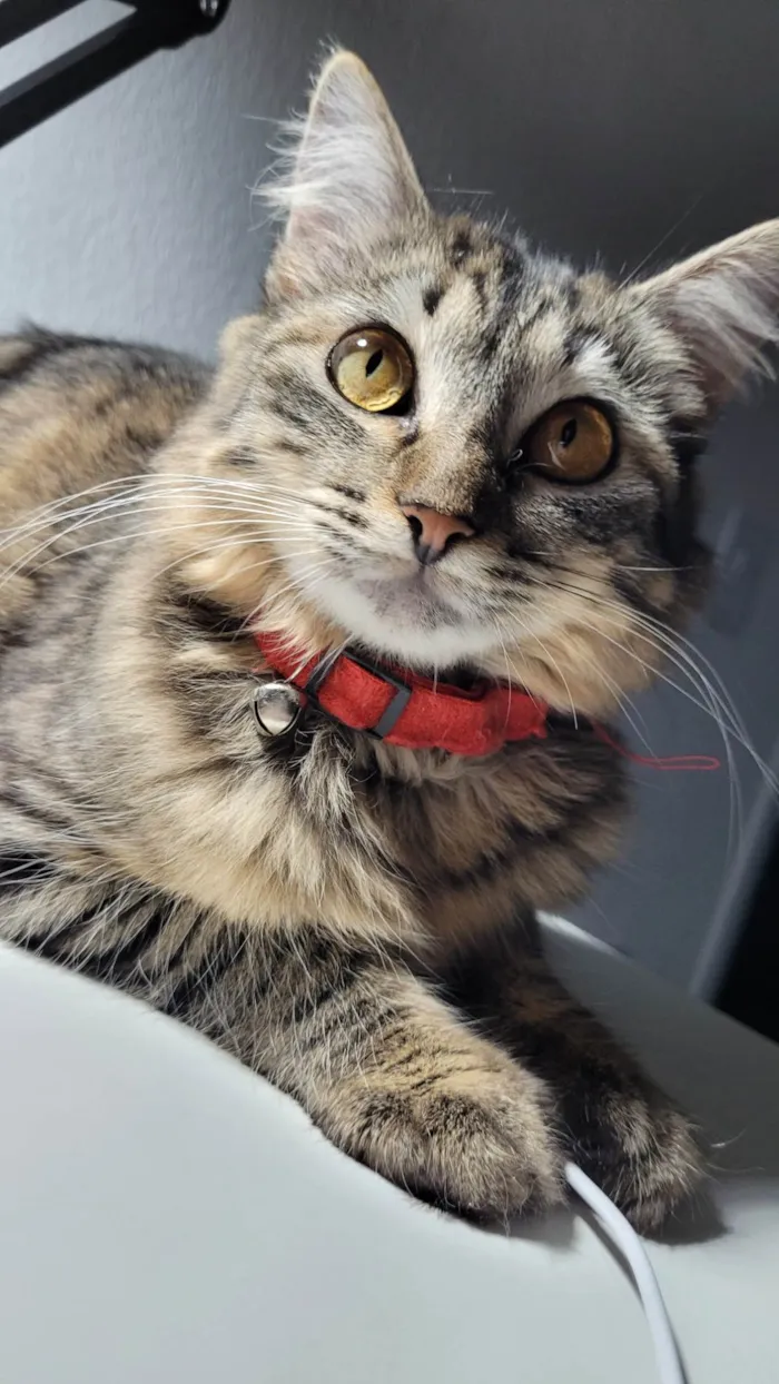 Gato ra a SRD-ViraLata idade 4 anos nome Alice e Dorothy