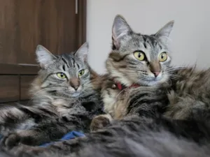 Gato raça SRD-ViraLata idade 4 anos nome Alice e Dorothy