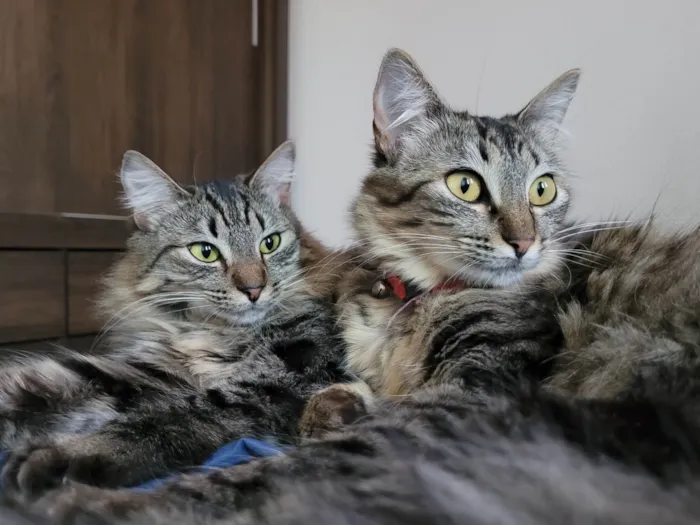 Gato ra a SRD-ViraLata idade 4 anos nome Alice e Dorothy