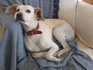 Cachorro raça SRD-ViraLata idade 5 anos nome Coragem