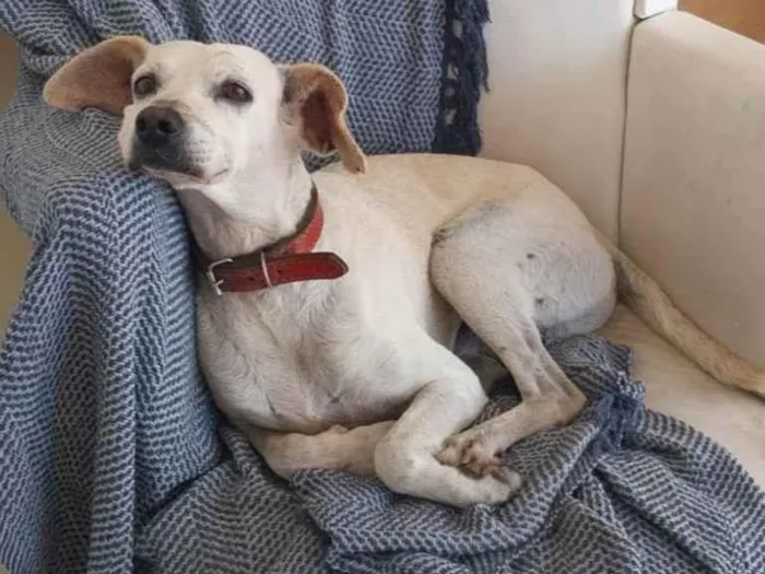 Cachorro ra a SRD-ViraLata idade 5 anos nome Coragem