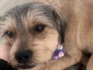 Cachorro raça SRD-ViraLata idade 2 anos nome Luck