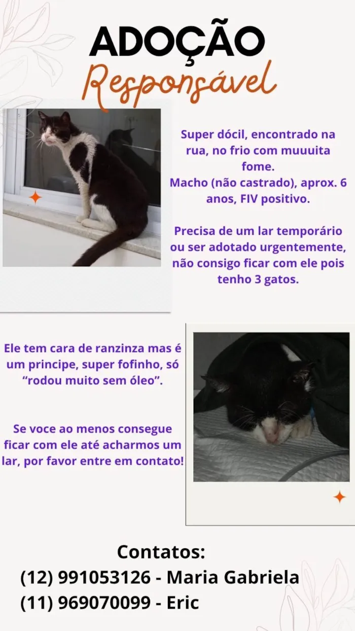 Gato ra a SRD-ViraLata idade 6 ou mais anos nome Não Possui