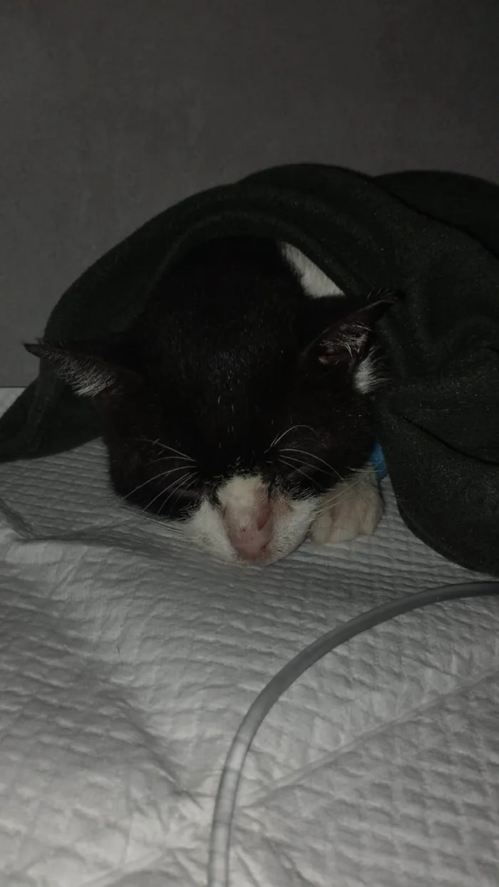Gato ra a SRD-ViraLata idade 6 ou mais anos nome Não Possui