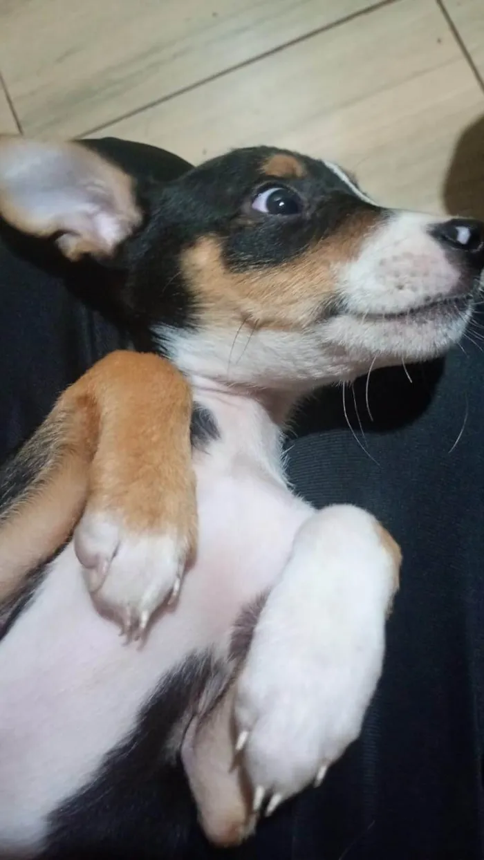 Cachorro ra a SRD-ViraLata idade 2 a 6 meses nome Raia 