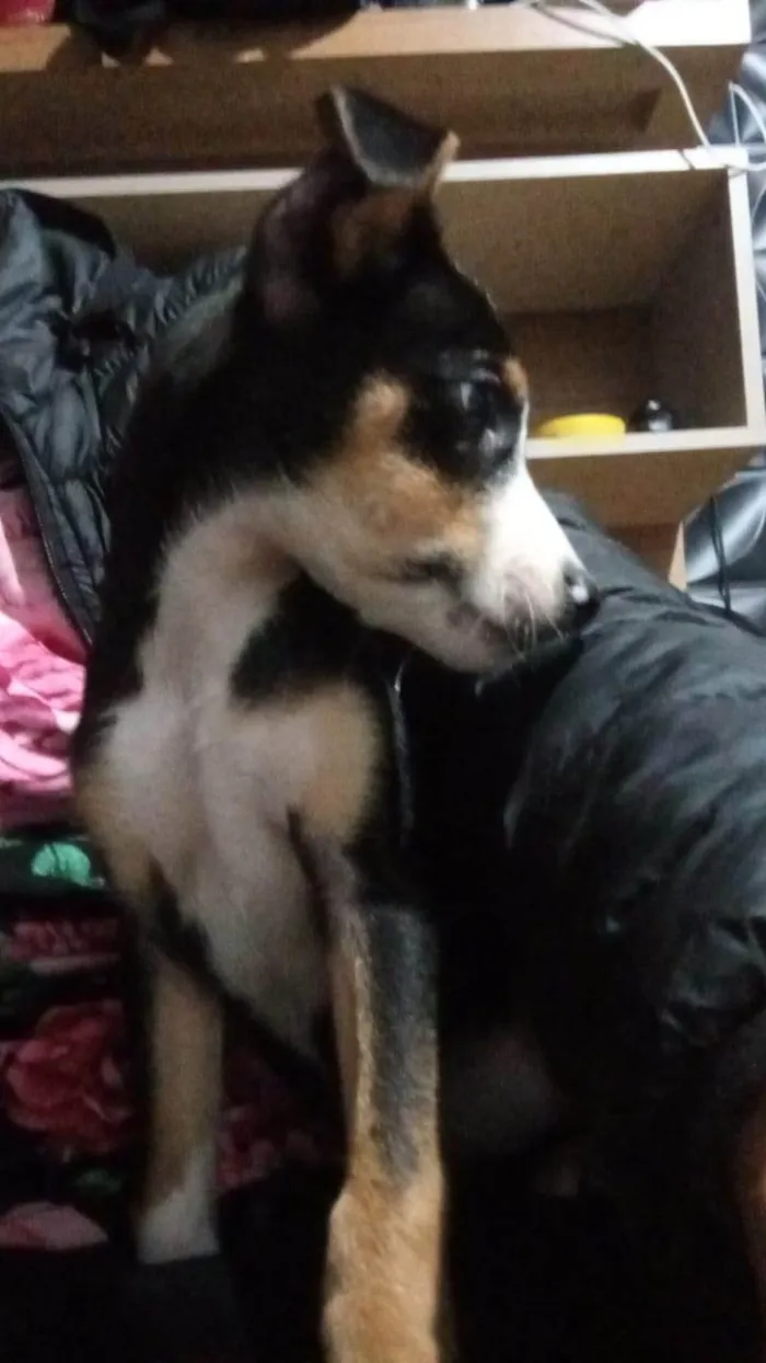 Cachorro ra a SRD-ViraLata idade 2 a 6 meses nome Raia 