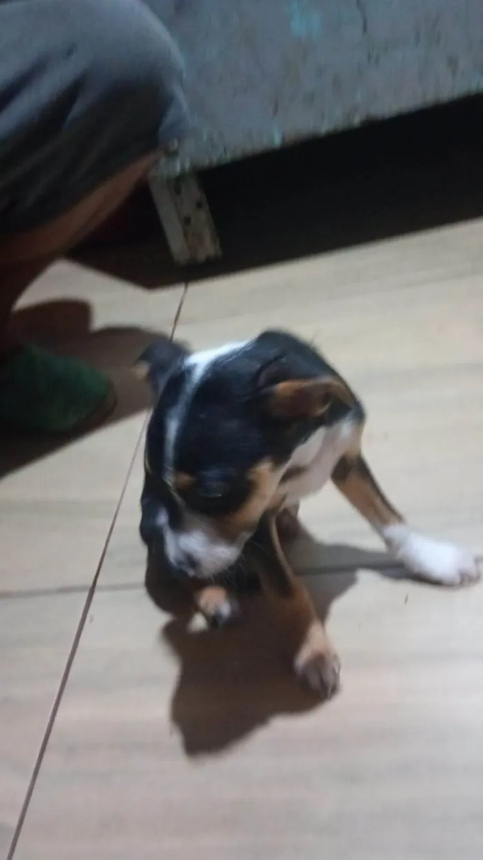 Cachorro ra a SRD-ViraLata idade 2 a 6 meses nome Raia 