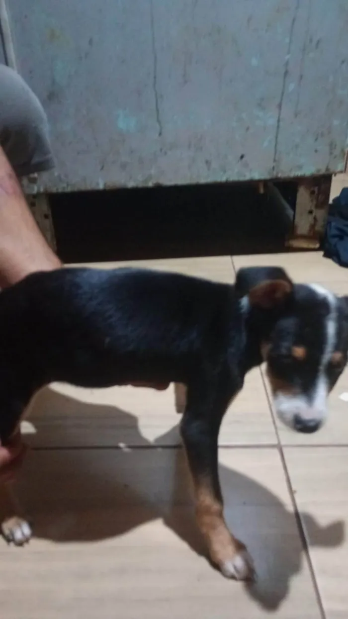 Cachorro ra a SRD-ViraLata idade 2 a 6 meses nome Raia 