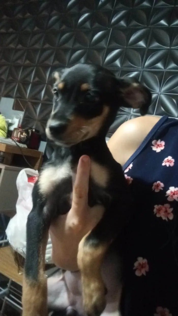 Cachorro ra a SRD-ViraLata idade 2 a 6 meses nome Mel