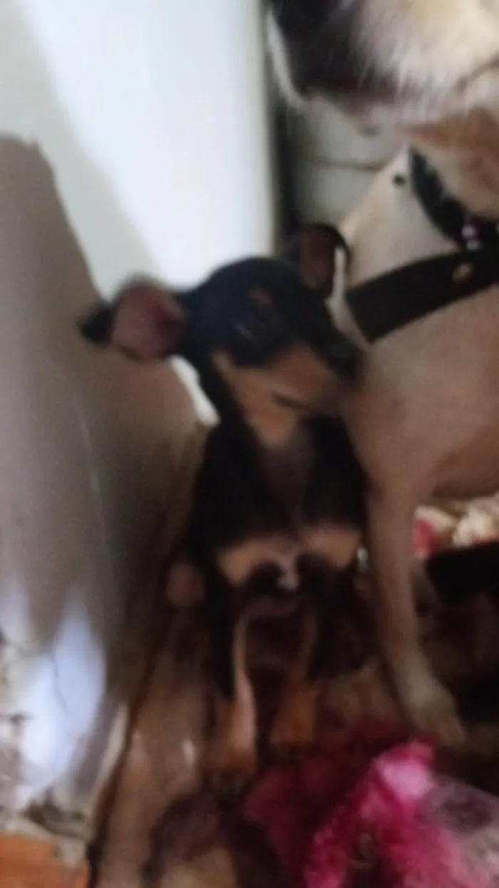 Cachorro ra a SRD-ViraLata idade 2 a 6 meses nome Mel