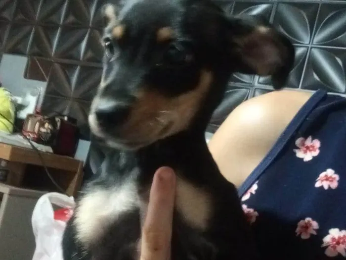 Cachorro ra a SRD-ViraLata idade 2 a 6 meses nome Mel
