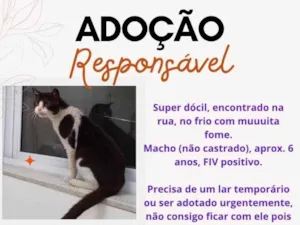 Gato raça SRD-ViraLata idade 6 ou mais anos nome Não Possui