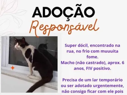 Gato raça SRD-ViraLata idade 6 ou mais anos nome Não Possui