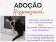 Não Possui
