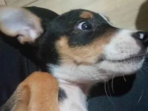 Cachorro raça SRD-ViraLata idade 2 a 6 meses nome Raia 