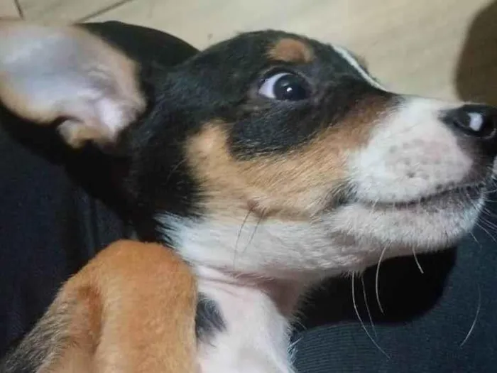 Cachorro ra a SRD-ViraLata idade 2 a 6 meses nome Raia 