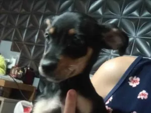Cachorro raça SRD-ViraLata idade 2 a 6 meses nome Mel