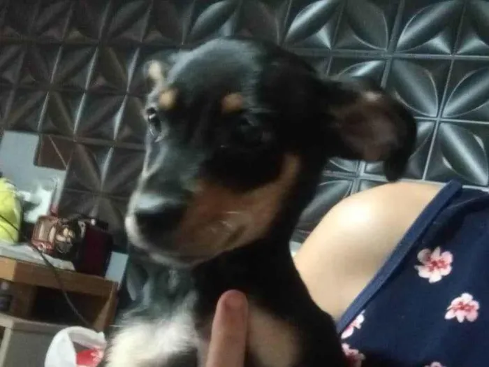 Cachorro ra a SRD-ViraLata idade 2 a 6 meses nome Mel
