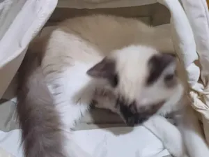 Gato raça Siamês idade 2 a 6 meses nome Siamesa Peluda adocao