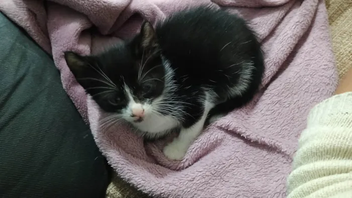 Gato ra a SRD-ViraLata idade Abaixo de 2 meses nome Aurora