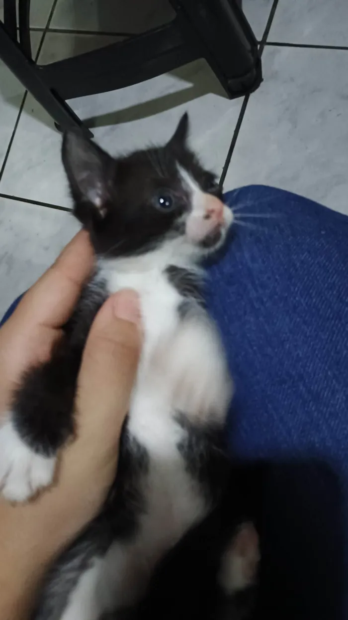 Gato ra a SRD-ViraLata idade Abaixo de 2 meses nome Aurora