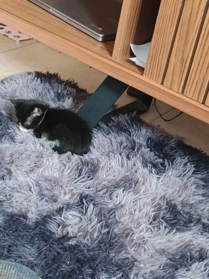 Gato ra a SRD-ViraLata idade Abaixo de 2 meses nome Aurora