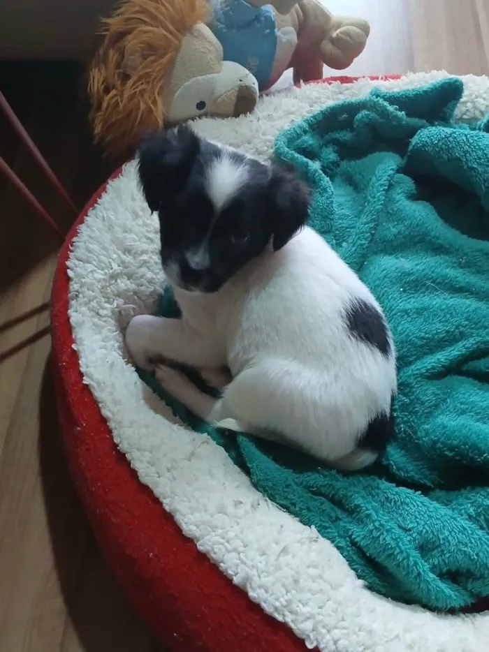 Cachorro ra a SRD-ViraLata idade 2 a 6 meses nome Relâmpago 